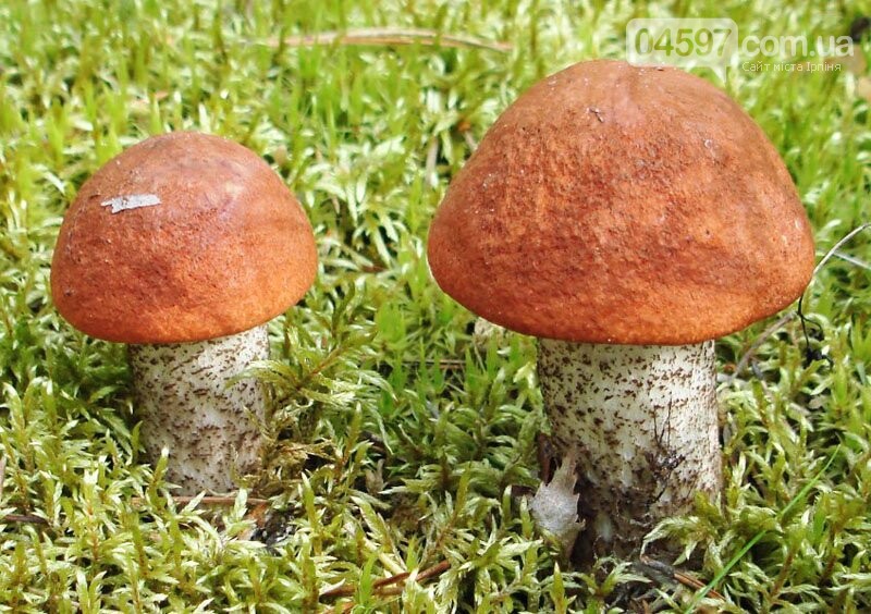 Грибний кошик: топ-8 найпоширеніших грибів, фото-3 Грибний кошик: топ-8 найпоширеніших грибів, фото-3