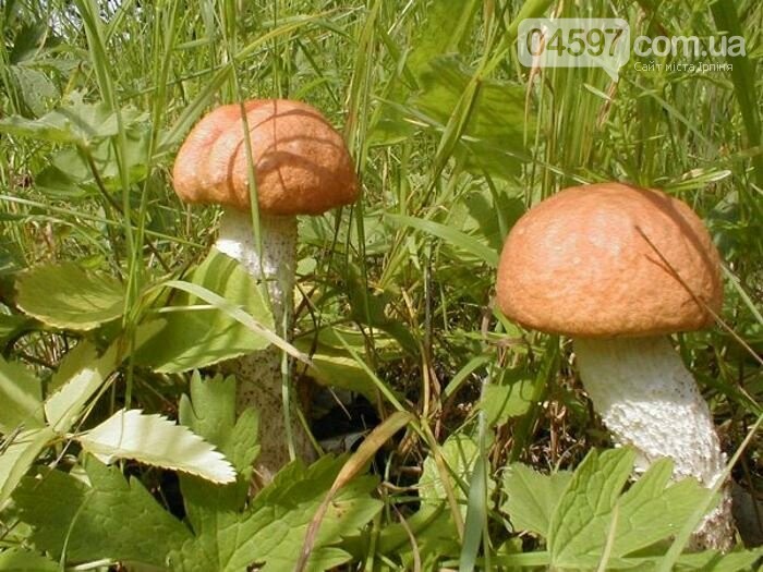Грибний кошик: топ-8 найпоширеніших грибів, фото-4 Грибний кошик: топ-8 найпоширеніших грибів, фото-4