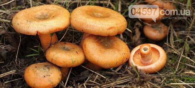 Грибний кошик: топ-8 найпоширеніших грибів, фото-7 Грибний кошик: топ-8 найпоширеніших грибів, фото-7