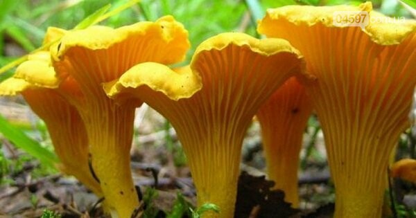 Грибний кошик: топ-8 найпоширеніших грибів, фото-8 Грибний кошик: топ-8 найпоширеніших грибів, фото-8