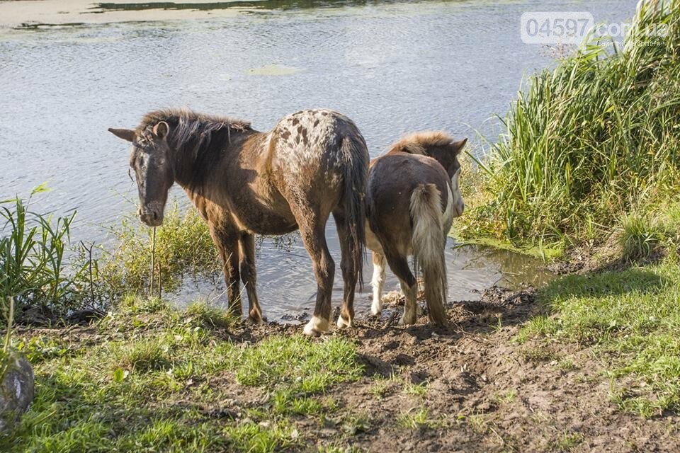 А в заплаві Ірпеня коні гуляють..., фото-3 А в заплаві Ірпеня коні гуляють..., фото-3