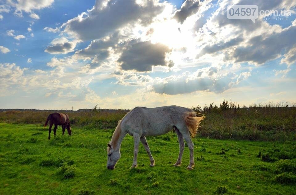 А в заплаві Ірпеня коні гуляють..., фото-1 А в заплаві Ірпеня коні гуляють..., фото-1