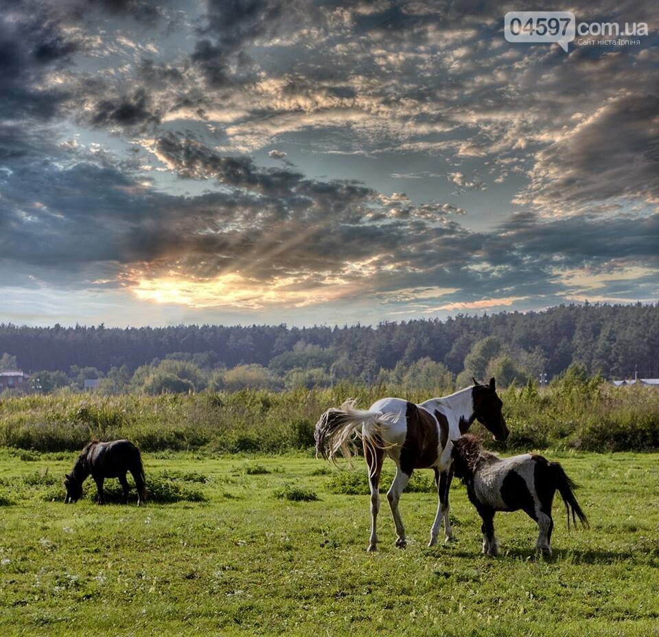 А в заплаві Ірпеня коні гуляють..., фото-7 А в заплаві Ірпеня коні гуляють..., фото-7