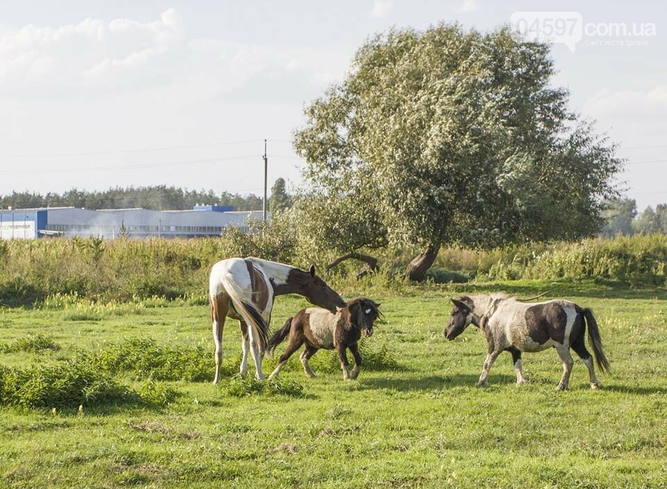 А в заплаві Ірпеня коні гуляють..., фото-12 А в заплаві Ірпеня коні гуляють..., фото-12