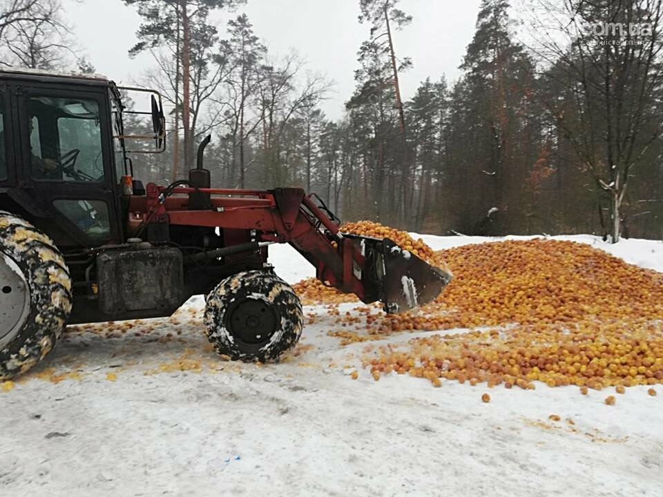 У лісі поблизу Гостомеля невідомі висипали купу яблук, фото-2 У лісі поблизу Гостомеля невідомі висипали купу яблук, фото-2