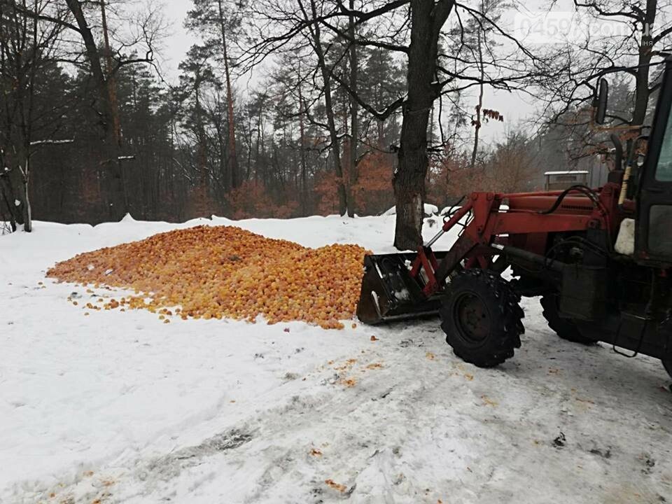 У лісі поблизу Гостомеля невідомі висипали купу яблук, фото-3 У лісі поблизу Гостомеля невідомі висипали купу яблук, фото-3