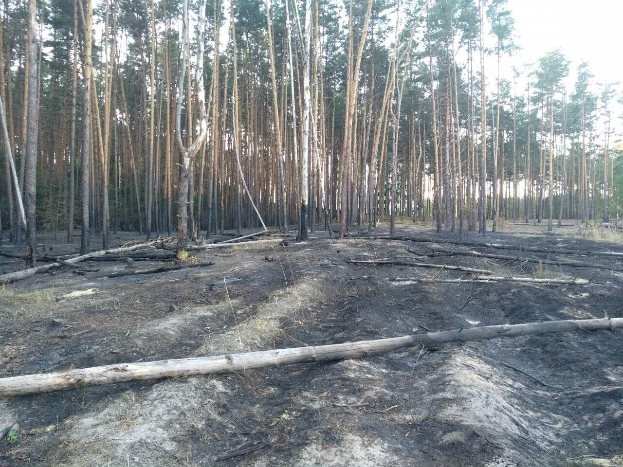 Як виглядає ірпінський ліс після пожежі - фото, фото-1 Як виглядає ірпінський ліс після пожежі - фото, фото-1