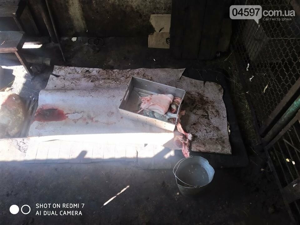 У центрі Ірпеня виявили незаконну скотобійню, фото-8 У центрі Ірпеня виявили незаконну скотобійню, фото-8