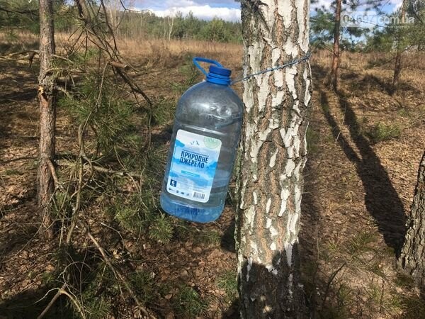 Штраф за збір березового соку Штраф за збір березового соку