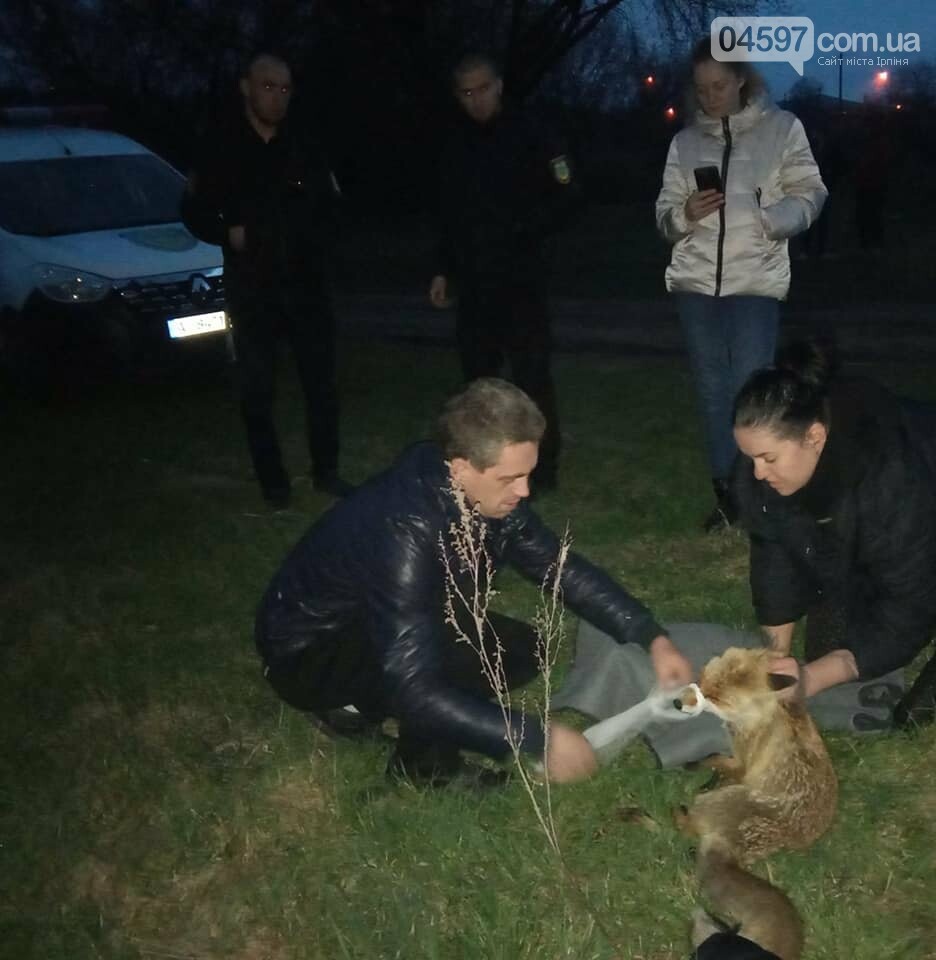 Зоозахисники рятують лисицю в Ірпені Зоозахисники рятують лисицю в Ірпені