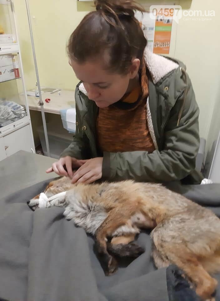 Зоозахисники рятують лисицю в Ірпені Зоозахисники рятують лисицю в Ірпені