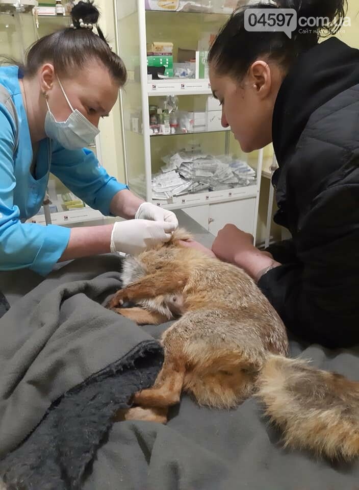 Зоозахисники рятують лисицю в Ірпені Зоозахисники рятують лисицю в Ірпені