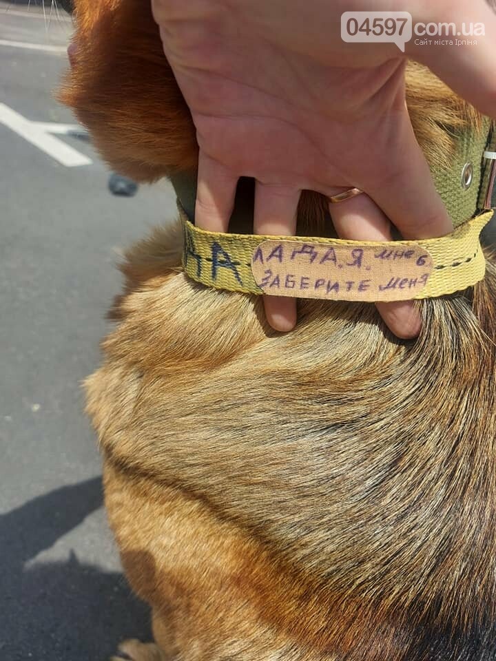 Я Лада, я шукаю дім: написали на ошийнику і залишили на ву..., фото-1 Я Лада, я шукаю дім: написали на ошийнику і залишили на вулиці, фото-1