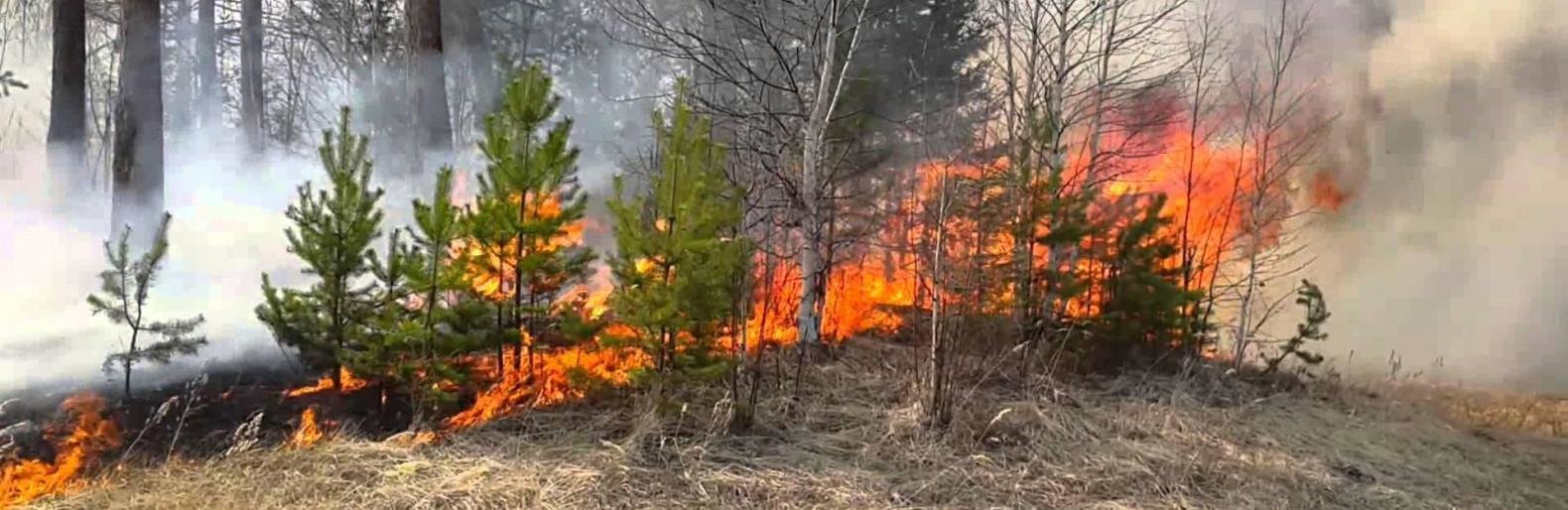 В Ірпені оголошено найвищий рівень пожежної небезпеки В Ірпені оголошено найвищий рівень пожежної небезпеки, Наталья Черненко