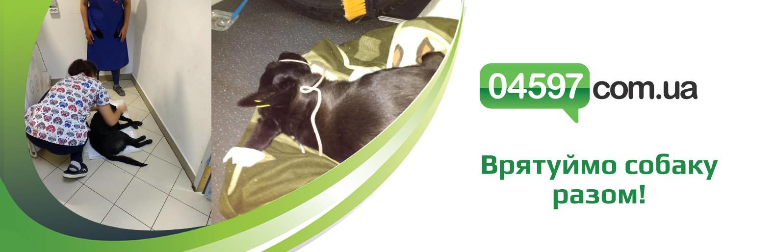 В Ірпені рятують собаку-потрібна допомога! В Ірпені рятують собаку-потрібна допомога!, Редакція "04597"