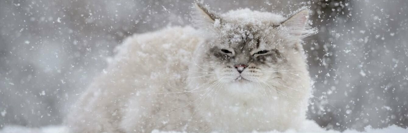 "Котяче Різдво" в Ірпені: допоможи встановити будиночки для безприт... "Котяче Різдво" в Ірпені: допоможи встановити будиночки для безпритульних котів