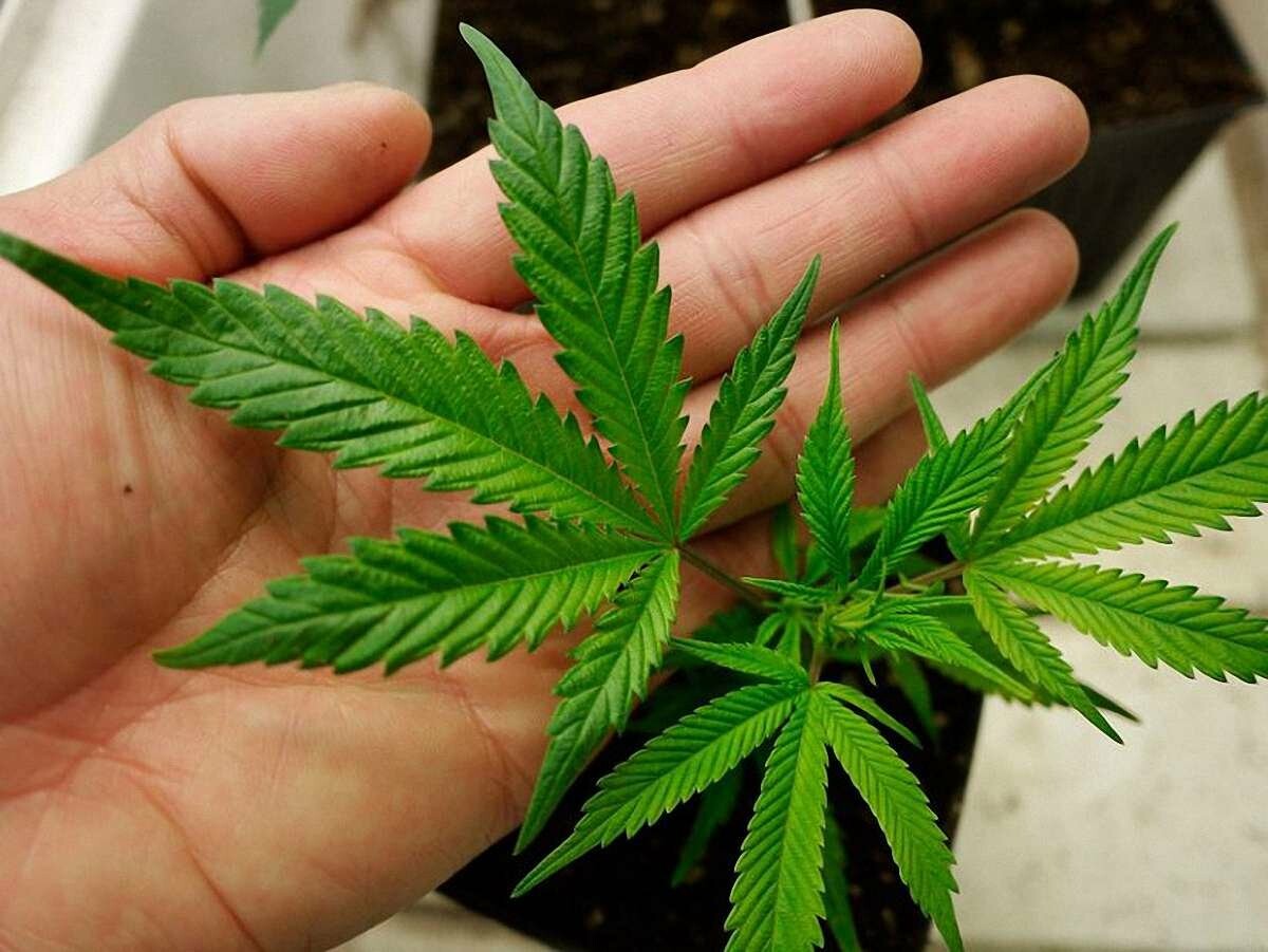 Семена марихуаны быстрорастущие