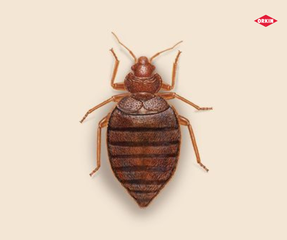 ефективна обробка від клопів